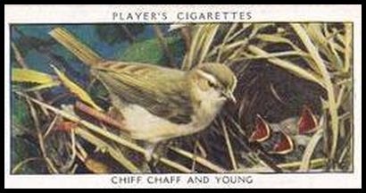 32PWB 5 Chiff Chaff and Young.jpg